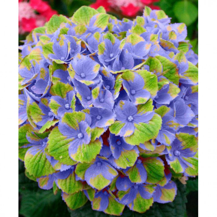 Гортензия Magical Amethyst blue (крупнолистная) - великолепное украшение сада Гортензия Magical Amethyst blue (крупнолистная) - великолепное украшение сада