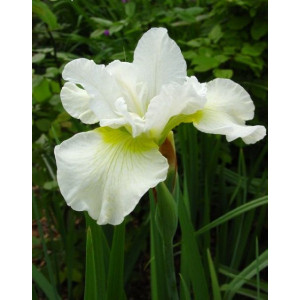 Саженцы Ирис Харпсвелл Хэппинес