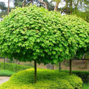 Саженцы Комплект 5шт / Клён остролистный (до 100 см)