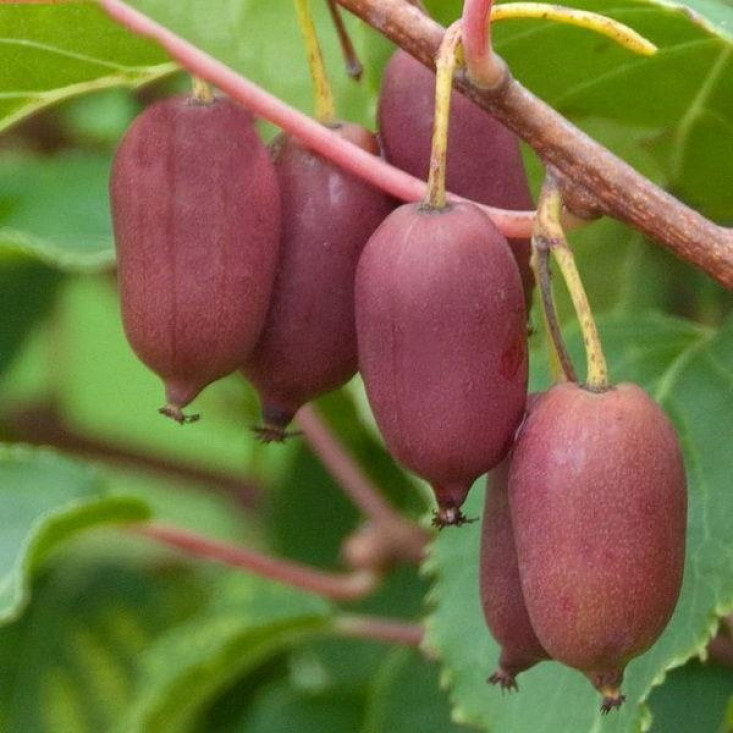 Актинидия Надия (женская) - вкусные плоды и простота ухода Актинидия Надия (женская) - вкусные плоды и простота ухода
