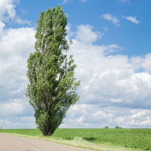 Саженцы Тополь Серебристый Пирамидальный (60-100 см)