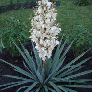 Саженцы Юкка Нитчатая (Yucca filamentosa)